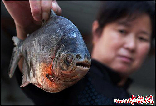 Năm 2014, sau khi các ngư dân Trung Quốc phát hiện loài cá này trong những lần quăng lưới đã khiến họ vô cùng lo lắng Năm 2014, sau khi các ngư dân Trung Quốc phát hiện loài cá này trong những lần quăng lưới đã khiến họ vô cùng lo lắng