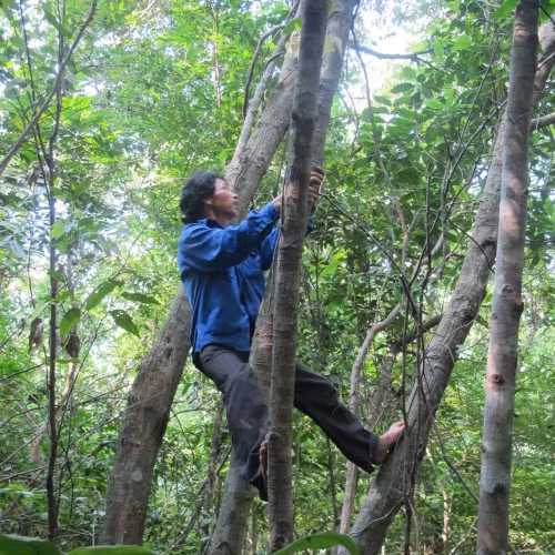 Cả làng ‘kiếm’ tiền tỷ nhờ vào rừng nhặt… của rơi - Ảnh 2