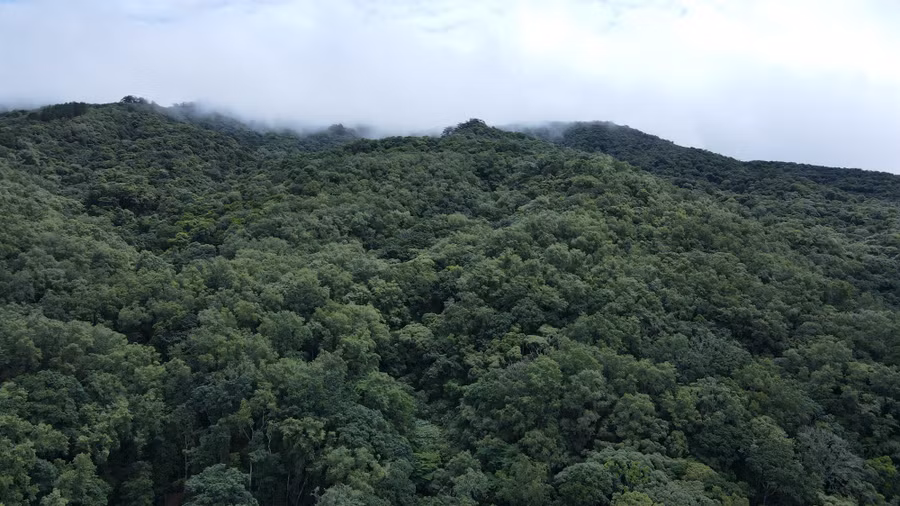 Người dân đục hốc “nuôi” ong sâu trong những cánh rừng.