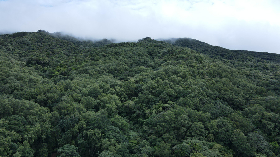 Người dân đục hốc “nuôi” ong sâu trong những cánh rừng. Người dân đục hốc “nuôi” ong sâu trong những cánh rừng.