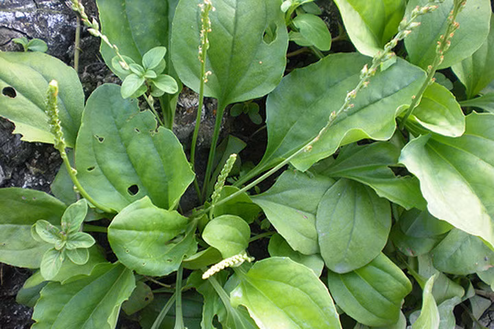 Những công dụng thần kỳ của cây mã đề, nhà nào cũng phải có một cây