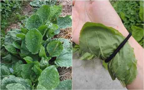 Nhung cong dung than ky cua cay ma de, nha nao cung phai co mot cay - Anh 2