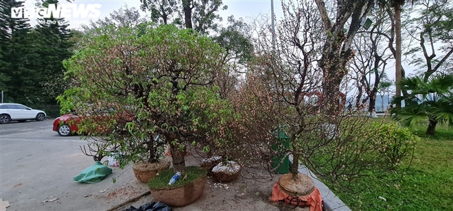 Những cây đào cảnh được thu gom để chuyển tặng huyện miền núi A Lưới.