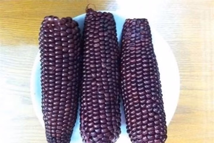 Ngô tím: Phòng chống tiểu đường, ngăn ngừa ung thư