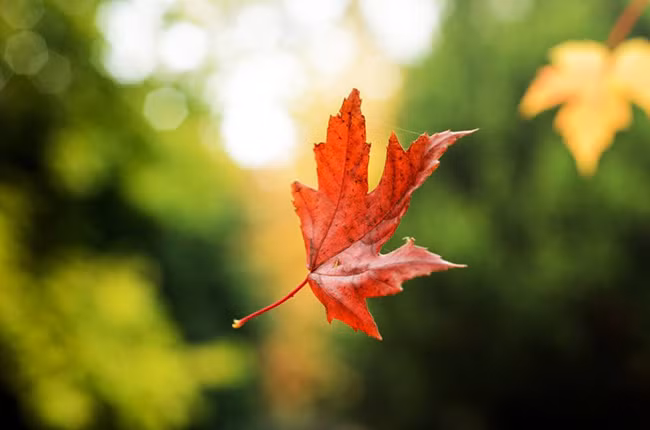 Lá cây không phải úa vàng trong một ngày, lòng người không phải một ngày mà trở nên hờ hững. (Ảnh: pixabay.com)