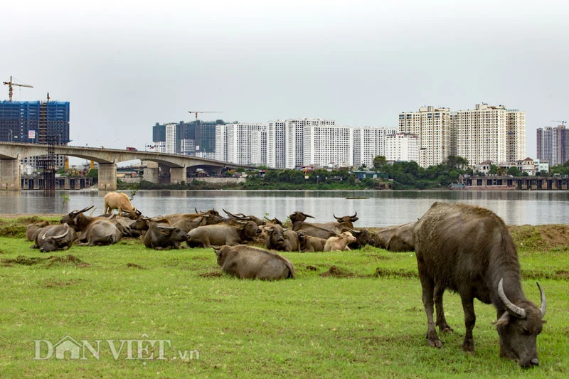 Giữa Thủ đô, nuôi trâu kiểu... thả hoang thu tiền tỷ