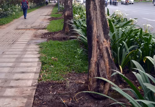 Cơ quan chức năng ghi nhận bên dưới gốc cây có mùi hóa chất. Ảnh: AQ nhieu-cay-xanh-o-sai-gon-chet-nghi-bi-dau-doc-1