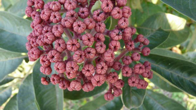 Giáo sư Đông y: Mất ngủ đừng uống thuốc quá lâu, chỉ dùng 1 củ tỏi là trị được ảnh 3 Giáo sư Đông y: Mất ngủ đừng uống thuốc quá lâu, chỉ dùng 1 củ tỏi là trị được ảnh 3