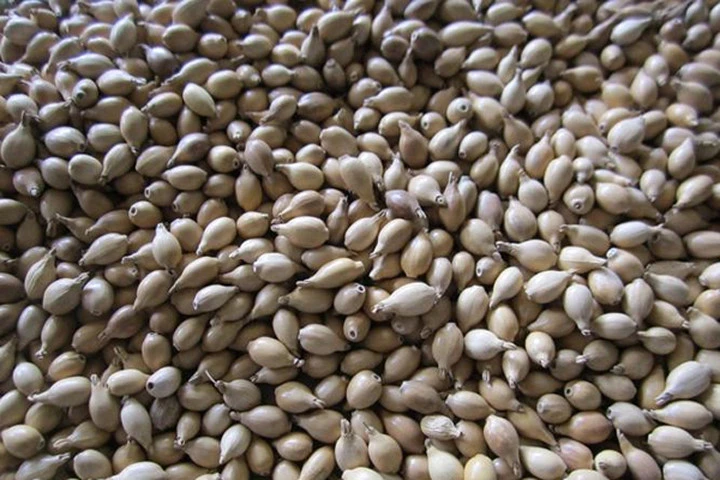 Nhức mỏi khớp tay chân sẽ biến mất chỉ với bài thuốc đơn giản này