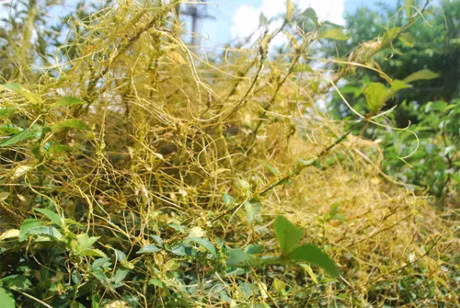 To hong- loai day ky sinh tren cac cay khac lai la vi thuoc than ki - Anh 1