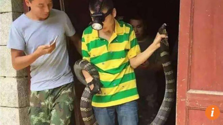 Hãi hùng phát hiện rắn hổ mang khổng lồ trong nhà - Ảnh 1 Hai hung phat hien ran ho mang khong lo trong nha - Anh 1