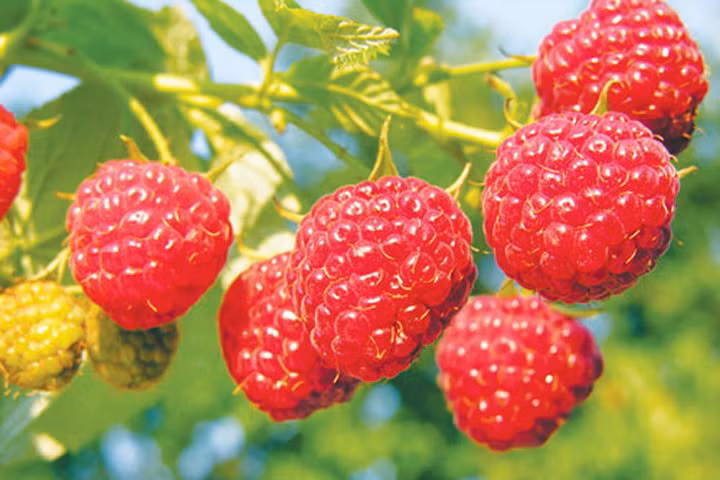 Tơ hồng- loại dây ký sinh trên các cây khác lại là vị thuốc thần kì