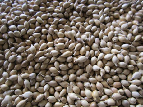 Nhức mỏi khớp tay chân sẽ biến mất chỉ với bài thuốc đơn giản này - Ảnh 1 Nhuc moi khop tay chan se bien mat chi voi bai thuoc don gian nay - Anh 1