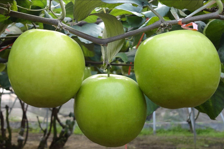 Vỏ cây táo ngâm rượu, bài thuốc trị bỏng hiệu quả tuyệt vời