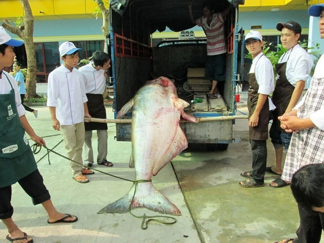 Săn cá khủng giá hàng chục triệu đồng ở miền Tây