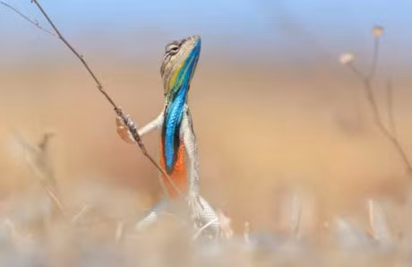 Soc tap karate, ca selfie lot top anh dong vat hai huoc 2016 - Anh 2