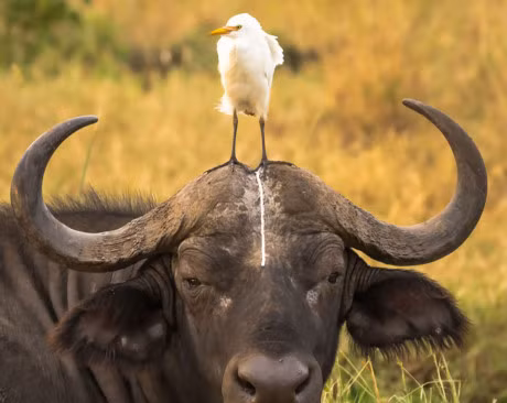 Soc tap karate, ca selfie lot top anh dong vat hai huoc 2016 - Anh 10