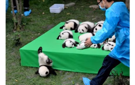 Soc tap karate, ca selfie lot top anh dong vat hai huoc 2016 - Anh 6