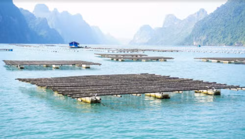 Sự phát triển của ngành nuôi và chế biến hàu ở Việt Nam là một câu chuyện thành công lớn cho cả Việt Nam và Australia. Ảnh: Đại sứ quán Australia