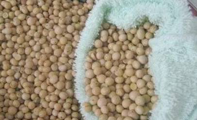 Bác sĩ tiết lộ: Cho một ít hạt đậu nành vào ruột gối, bệnh đau cổ vai gáy sẽ “biến mất” ảnh 3 Bác sĩ tiết lộ: Cho một ít hạt đậu nành vào ruột gối, bệnh đau cổ vai gáy sẽ “biến mất” ảnh 3