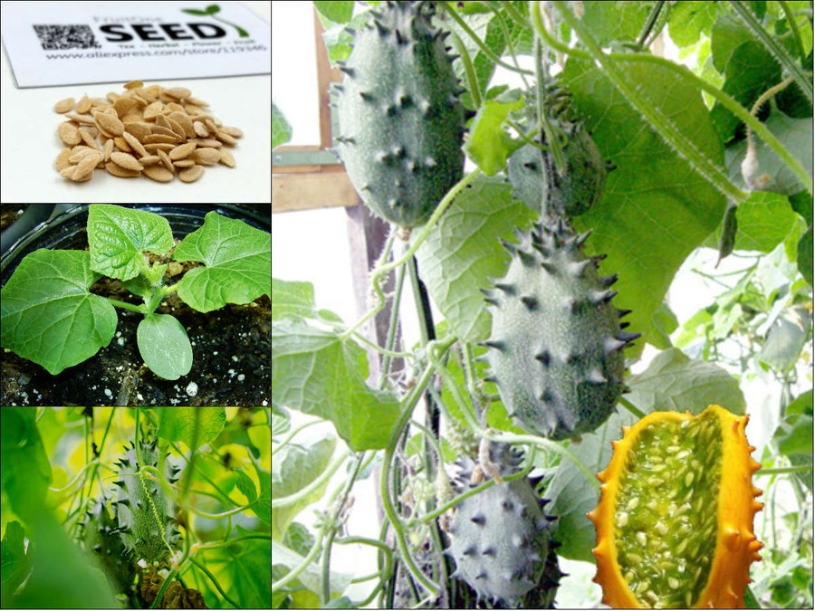 Trồng giống dưa chuột trong giong dua chuot