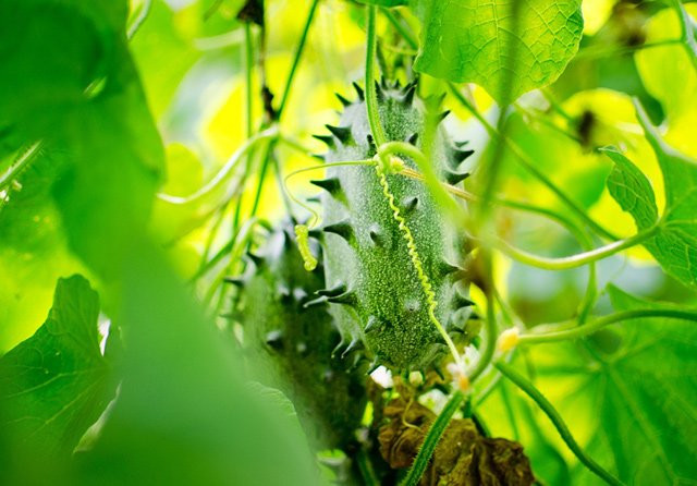 Trồng giống dưa chuột trong giong dua chuot