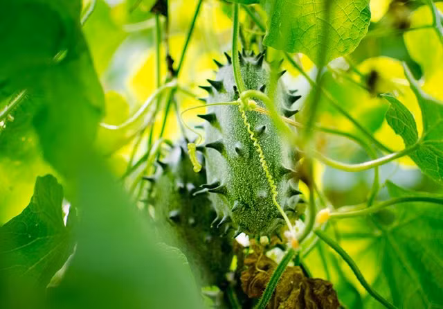 trong giong dua chuot 