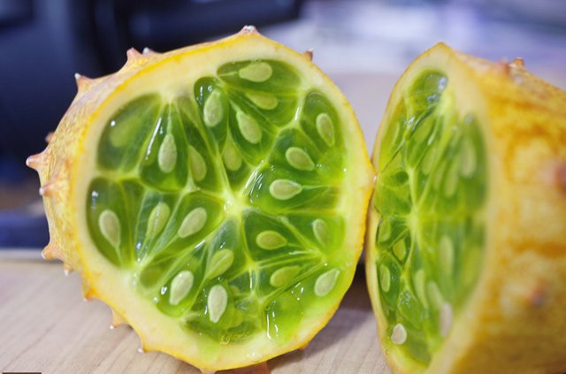 Trồng giống dưa chuột trong giong dua chuot