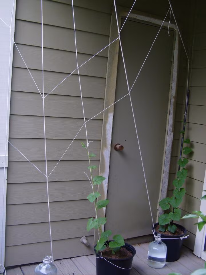 trong giong dua chuot 