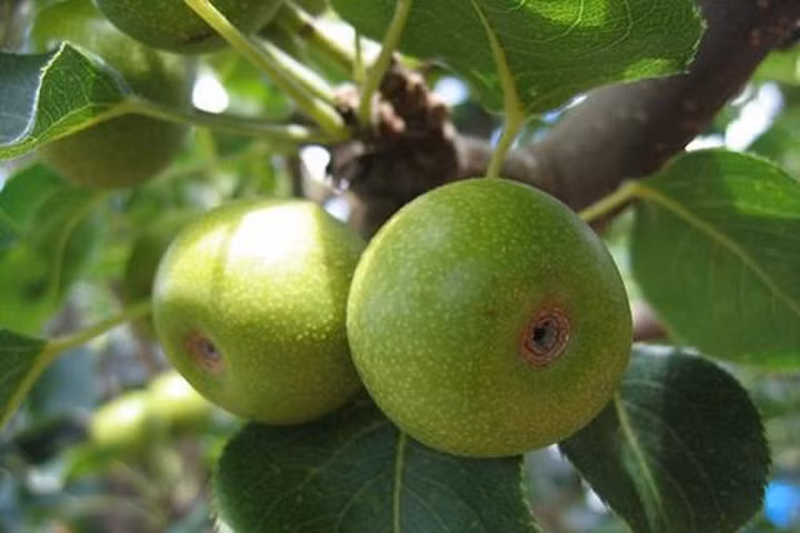 Lá sung có nhiều hiệu quả chữa bệnh tuyệt vời.