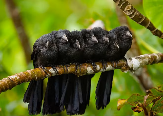 "Cả gia đình chim đứng sát cạnh che chở cho nhau"