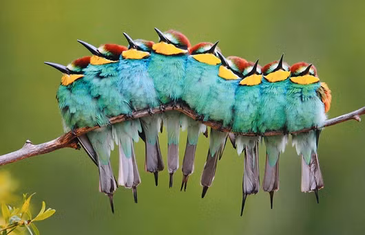 Ngắm hình ảnh tuyệt đẹp của loài chim vào mùa lạnh giá