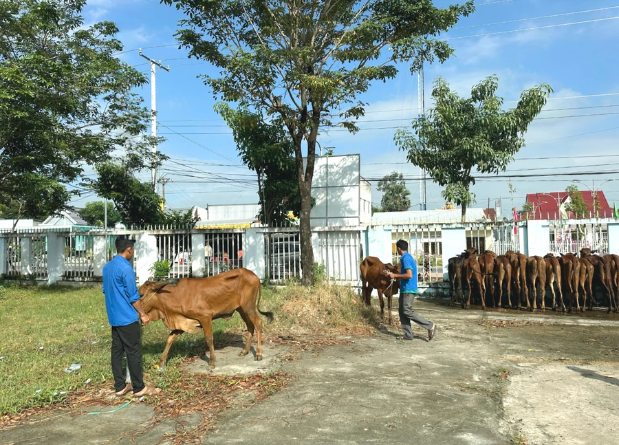 An Giang trao hỗ trợ 30 con bò giống sinh sản cho bà con Khmer khó khăn huyện Tri Tôn.