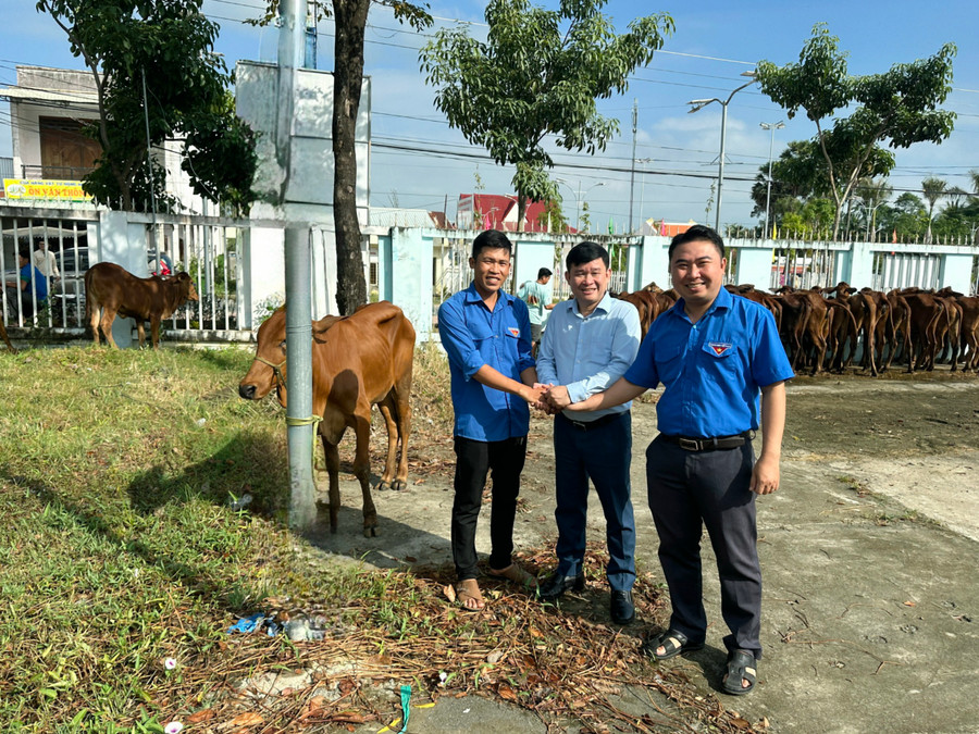 Trao tặng 30 con bò giống sinh sản cho bà con Khmer khó khăn. Trao tặng 30 con bò giống sinh sản cho bà con Khmer khó khăn.