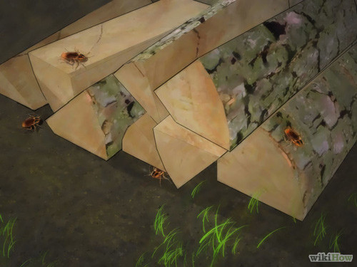 4 bước an toàn mà hiệu quả cho nhà sạch bóng gián ảnh 9 4 bước an toàn mà hiệu quả cho nhà sạch bóng gián - 9