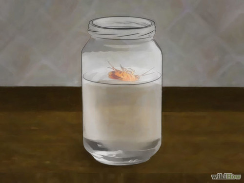 4 bước an toàn mà hiệu quả cho nhà sạch bóng gián ảnh 5 4 bước an toàn mà hiệu quả cho nhà sạch bóng gián - 5