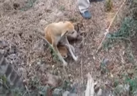 4 chu cho sa xuong gieng co tran song va dien bien day bat ngo - Anh 2