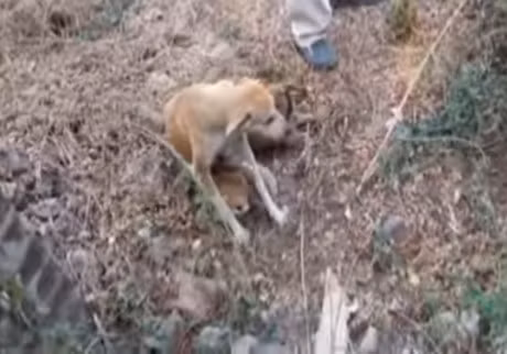 4 chu cho sa xuong gieng co tran song va dien bien day bat ngo - Anh 2