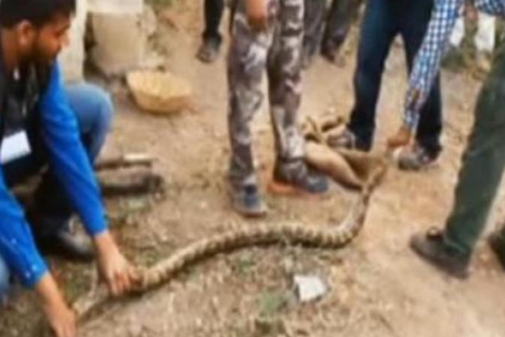 4 chú chó sa xuống giếng có trăn sống và diễn biến đầy bất ngờ