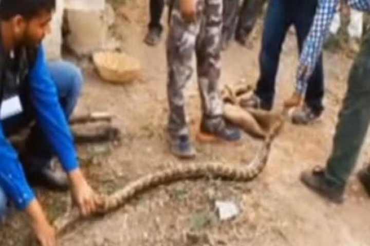 4 chú chó sa xuống giếng có trăn sống và diễn biến đầy bất ngờ