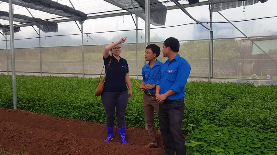 Trong năm 2018, Chương trình Viện trợ Trực tiếp (DAP) của Đại sứ quán Australia đã hỗ trợ Đoàn Thanh niên thị trấn Vĩnh Trụ, huyện Lý Nhân, tỉnh Hà Nam xây khu nhà kính công nghệ cao. Khu nhà kính này được vận hành bởi 60 thành viên là những người khuyết tật, không có việc làm, người nghèo và quân nhân phục viên. Ảnh: Nhân viên Đại sứ quán đến tham quan vụ rau đầu tiên trồng tại khu nhà kính do Chương trình DAP tài trợ tại thị trấn Vĩnh Trụ.