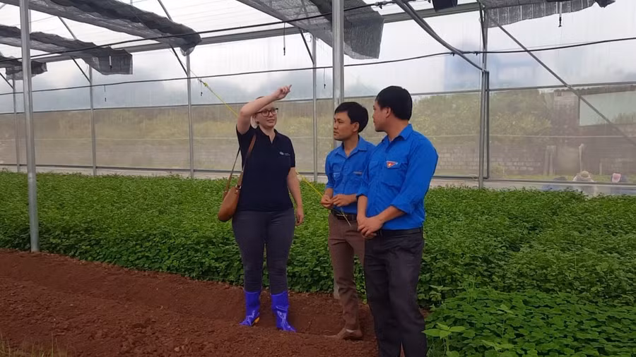 Trong năm 2018, Chương trình Viện trợ Trực tiếp (DAP) của Đại sứ quán Australia đã hỗ trợ Đoàn Thanh niên thị trấn Vĩnh Trụ, huyện Lý Nhân, tỉnh Hà Nam xây khu nhà kính công nghệ cao. Khu nhà kính này được vận hành bởi 60 thành viên là những người khuyết tật, không có việc làm, người nghèo và quân nhân phục viên. Ảnh: Nhân viên Đại sứ quán đến tham quan vụ rau đầu tiên trồng tại khu nhà kính do Chương trình DAP tài trợ tại thị trấn Vĩnh Trụ.