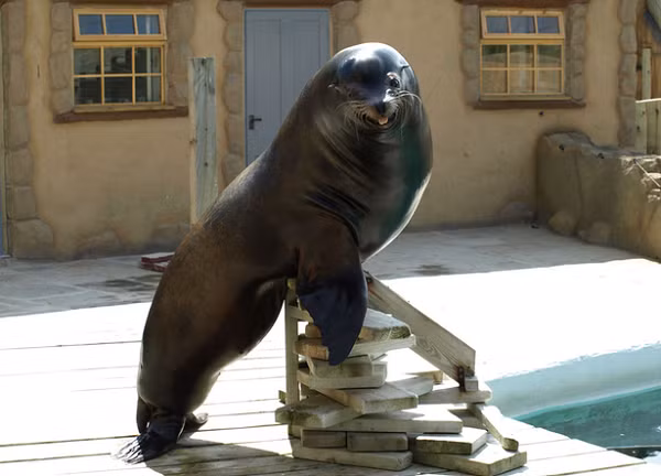 Những sự thật thú vị không phải ai cũng biết về thế giới động vật ảnh 8