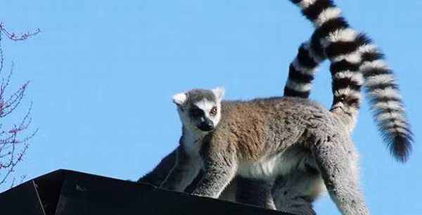 Những sự thật thú vị không phải ai cũng biết về thế giới động vật ảnh 3