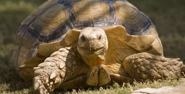 Những sự thật thú vị không phải ai cũng biết về thế giới động vật ảnh 9