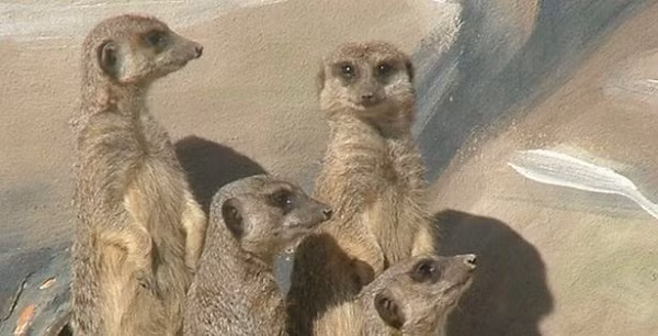 Những sự thật thú vị không phải ai cũng biết về thế giới động vật ảnh 6