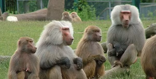 Những sự thật thú vị không phải ai cũng biết về thế giới động vật ảnh 7