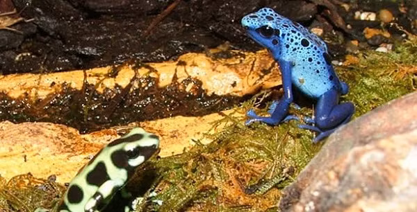 Những sự thật thú vị không phải ai cũng biết về thế giới động vật ảnh 4