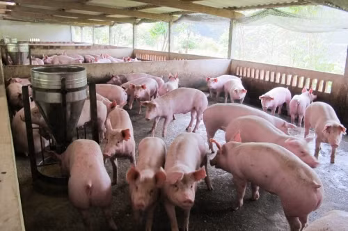 Lạm dụng kháng sinh trong chăn nuôi: Gây đột biến gen cho con người? - Ảnh 2