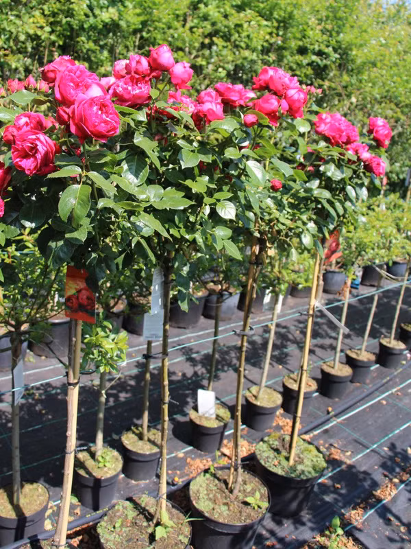 hoa hồng ngoại 9